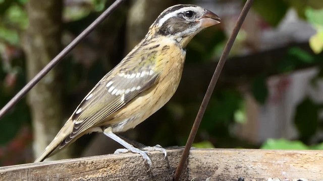 Black-headed Grosbeak - ML201938341