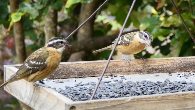 Black-headed Grosbeak - ML201938361