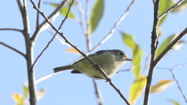 Hutton's Vireo (Pacific) - ML201938371