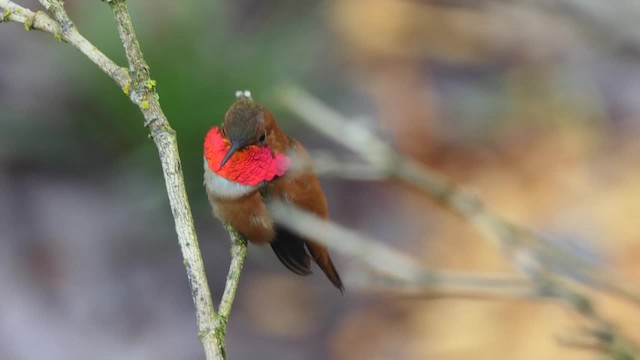 Rufous Hummingbird - ML201938381