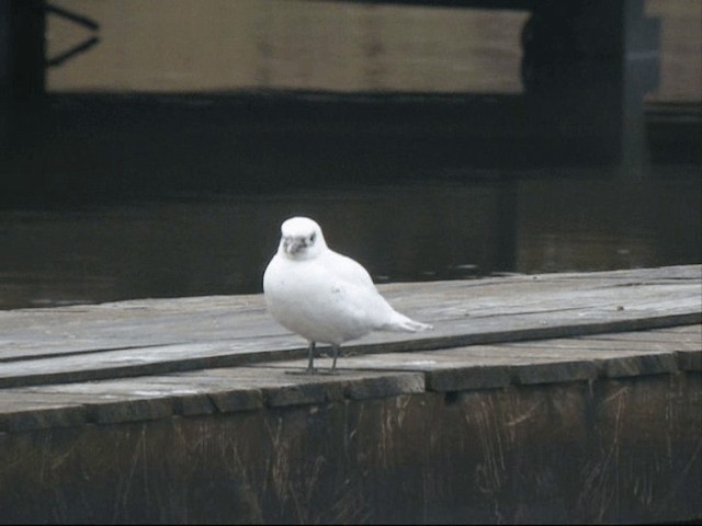 Белая чайка - ML201938421