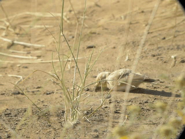 Dunn's Lark - ML201938431