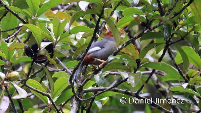 Chestnut-hooded Laughingthrush - ML201938471