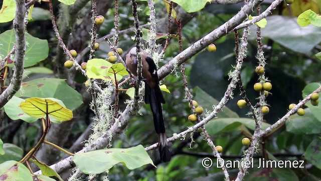 Bornean Treepie - ML201938571