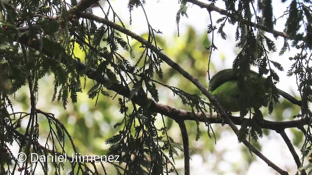 Golden-naped Barbet - ML201938641