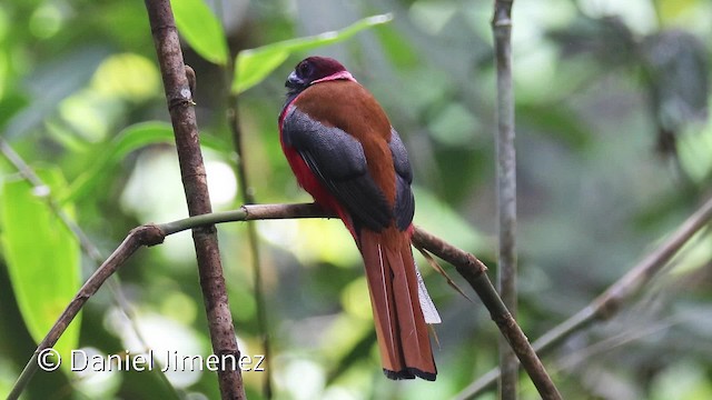 Diard's Trogon - ML201938651