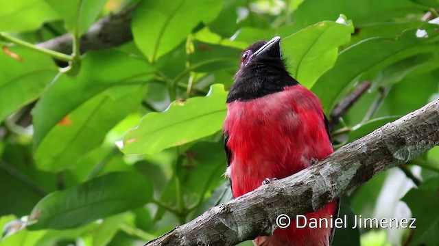 Diard's Trogon - ML201938661