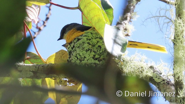 Minivet mandarin (montanus/cinereigula) - ML201938681