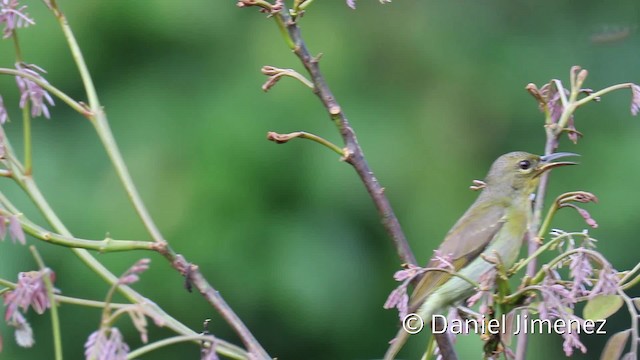 Blauglanz-Nektarvogel - ML201938711