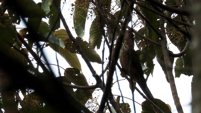 Little Cuckoo-Dove - ML201938741