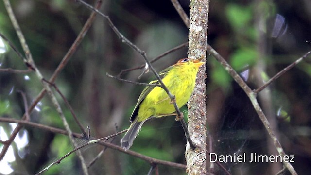 Pouillot à poitrine jaune - ML201938761