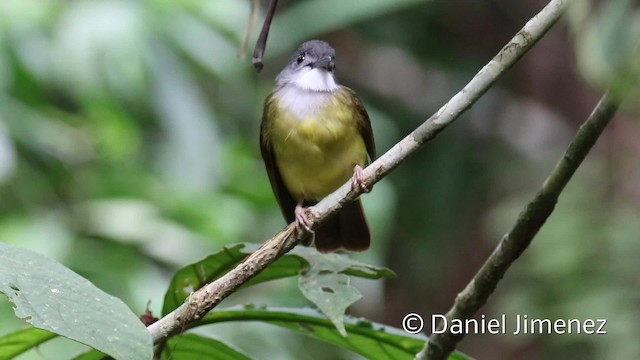 Yellow-bellied Bulbul - ML201938771