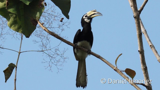 Oriental Pied-Hornbill - ML201938781