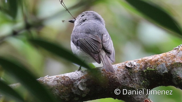 Little Pied Flycatcher - ML201938861