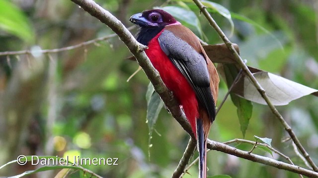 Diard's Trogon - ML201938871