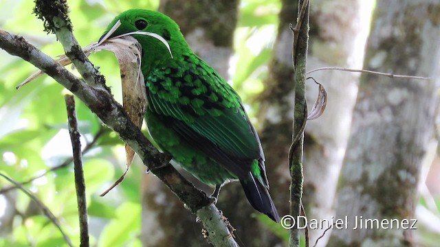 Whitehead's Broadbill - ML201938881