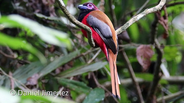 Diard's Trogon - ML201938901