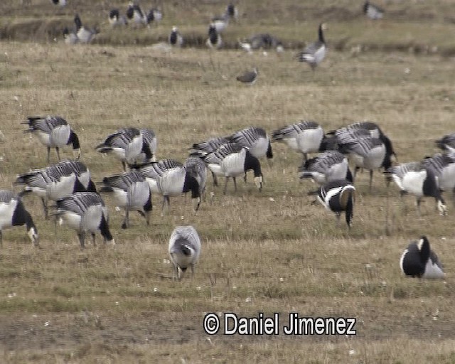 Red-breasted Goose - ML201938961