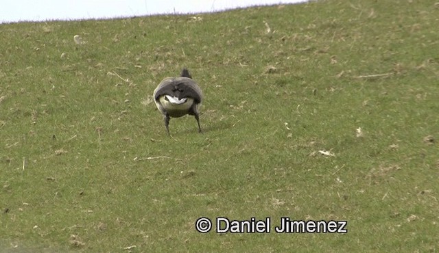 Brant (Dark-bellied) - ML201938971