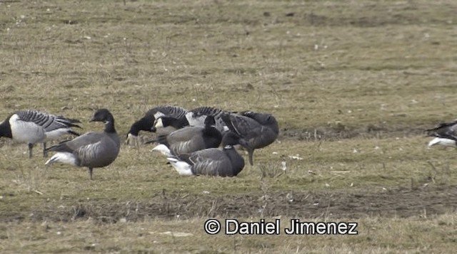 Brant (Dark-bellied) - ML201938981