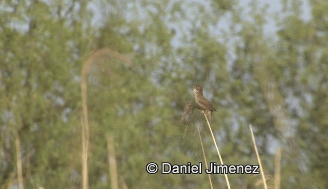 Savi's Warbler - ML201938991