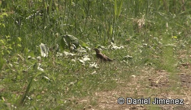 Eurasian Wryneck - ML201939121