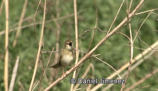 Common Grasshopper Warbler - ML201939131