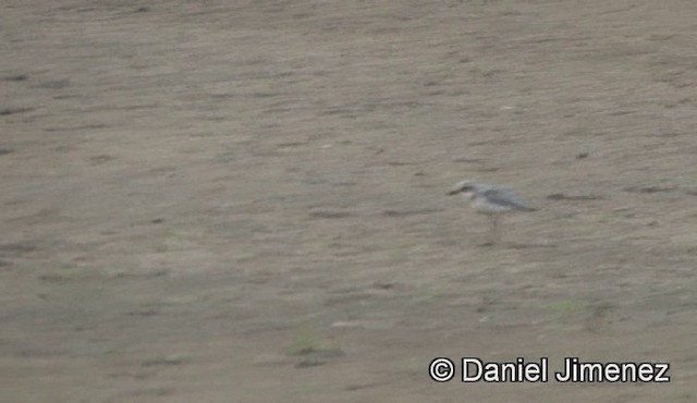 Greater Sand-Plover - ML201939161