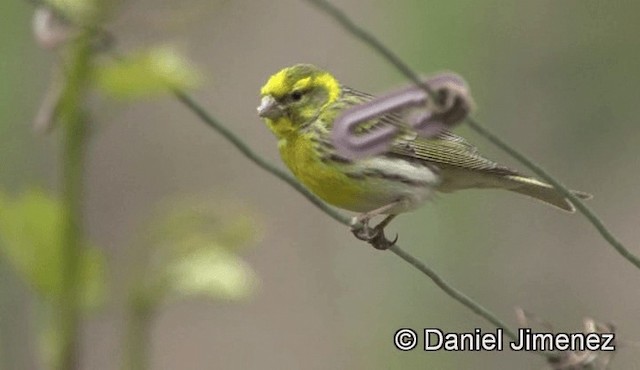 European Serin - ML201939221