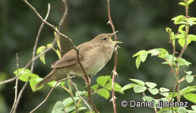 River Warbler - ML201939291