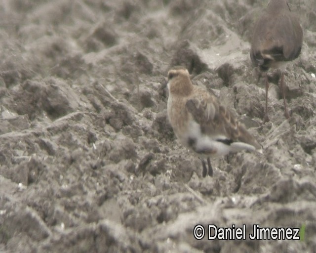 Sociable Lapwing - ML201939301