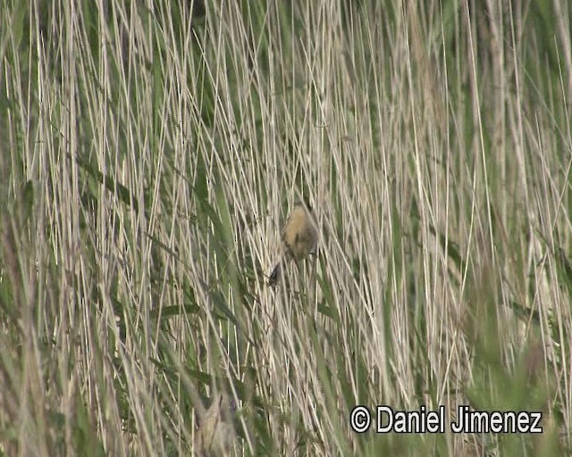 Bearded Reedling - ML201939341