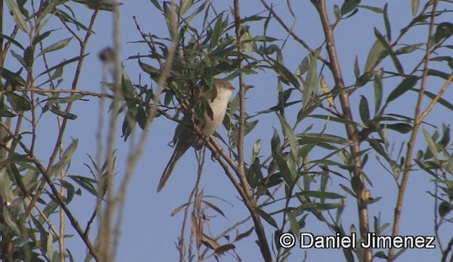 Bearded Reedling - ML201939381