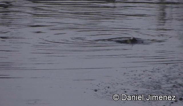 Little Grebe (Little) - ML201939411