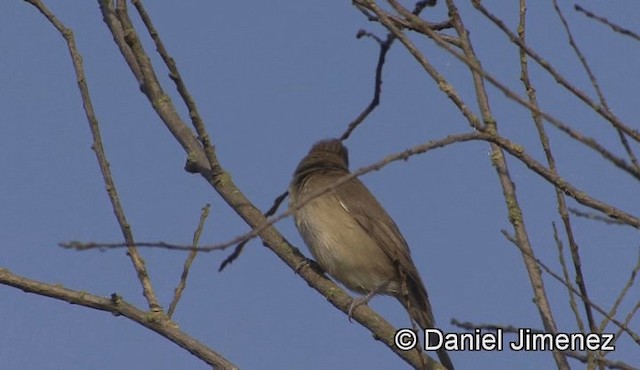 Eurasian Blackcap - ML201939451