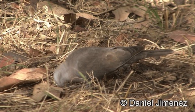 Mourning Collared-Dove - ML201939461