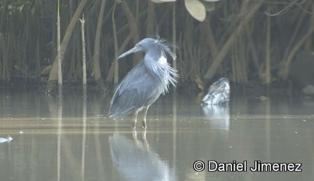 Black Heron - ML201939471
