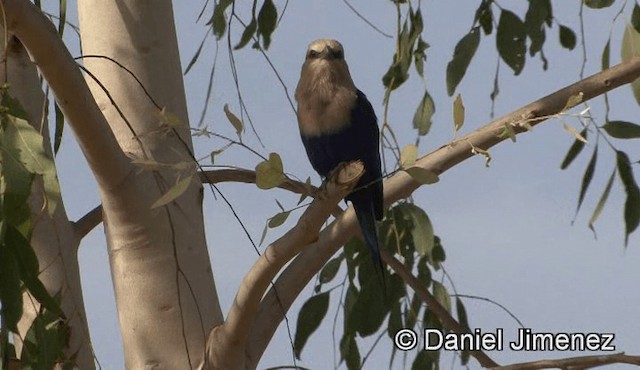 Blue-bellied Roller - ML201939481