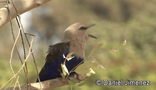 Blue-bellied Roller - ML201939491