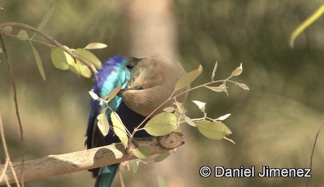 Blue-bellied Roller - ML201939501