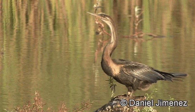 Anhinga d'Afrique - ML201939521