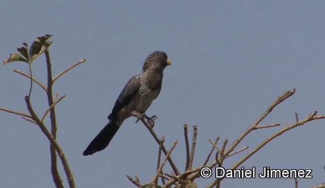 Western Plantain-eater - ML201939621