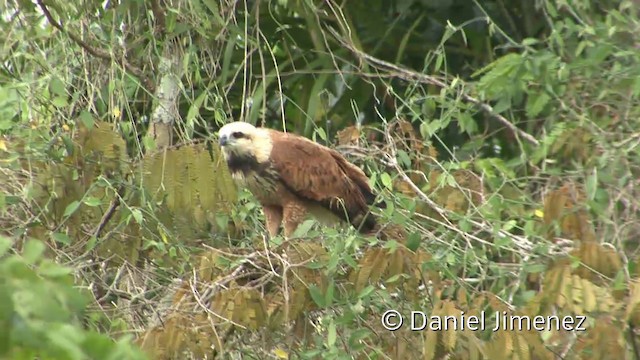 Black-collared Hawk - ML201939721