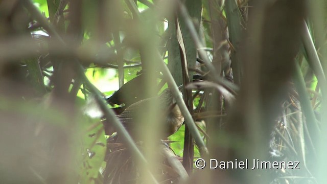 Buff-breasted Wren - ML201939761