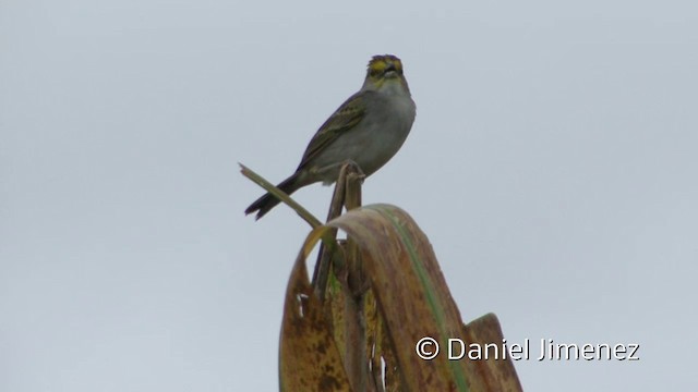 Yellow-browed Sparrow - ML201939861