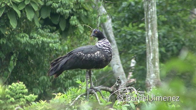 Hornwehrvogel - ML201939921