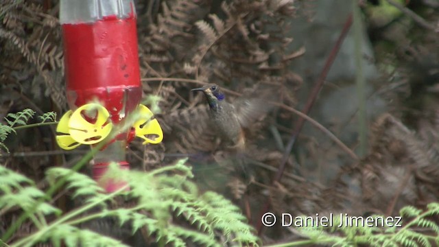 Brown Violetear - ML201939941
