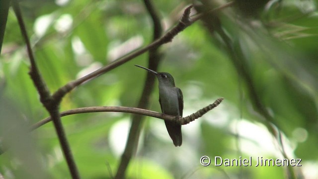 Colibrí Pechigrís - ML201939951