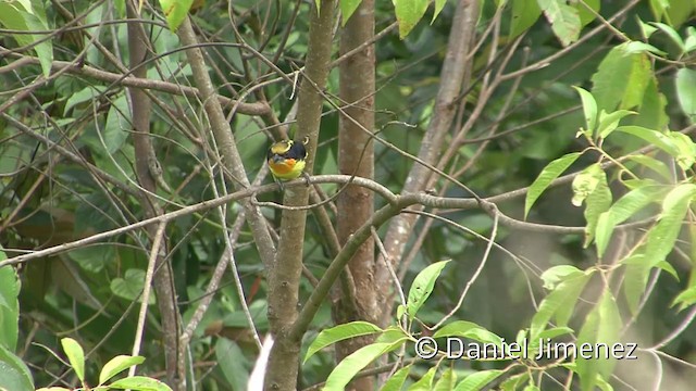 Gilded Barbet - ML201940061