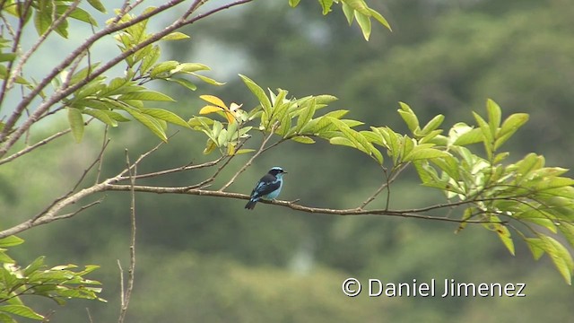 Black-faced Dacnis (Black-faced) - ML201940121